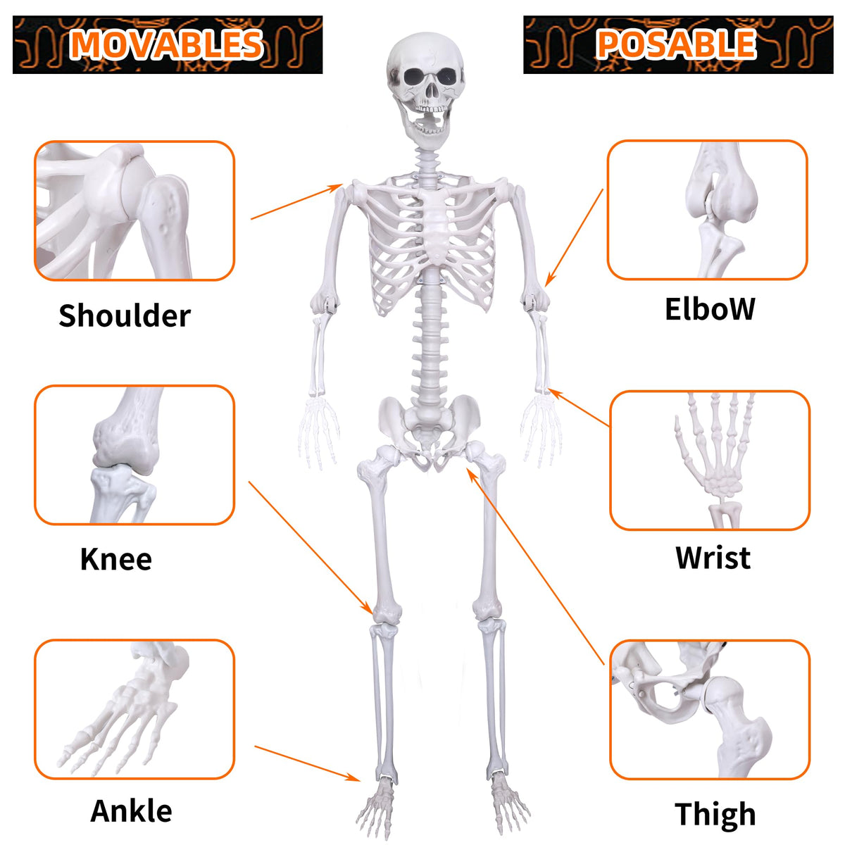 5.4Ft 2PCS Posable Skeleton with Movable Joints Z812617